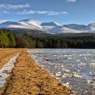 Loch Morlich